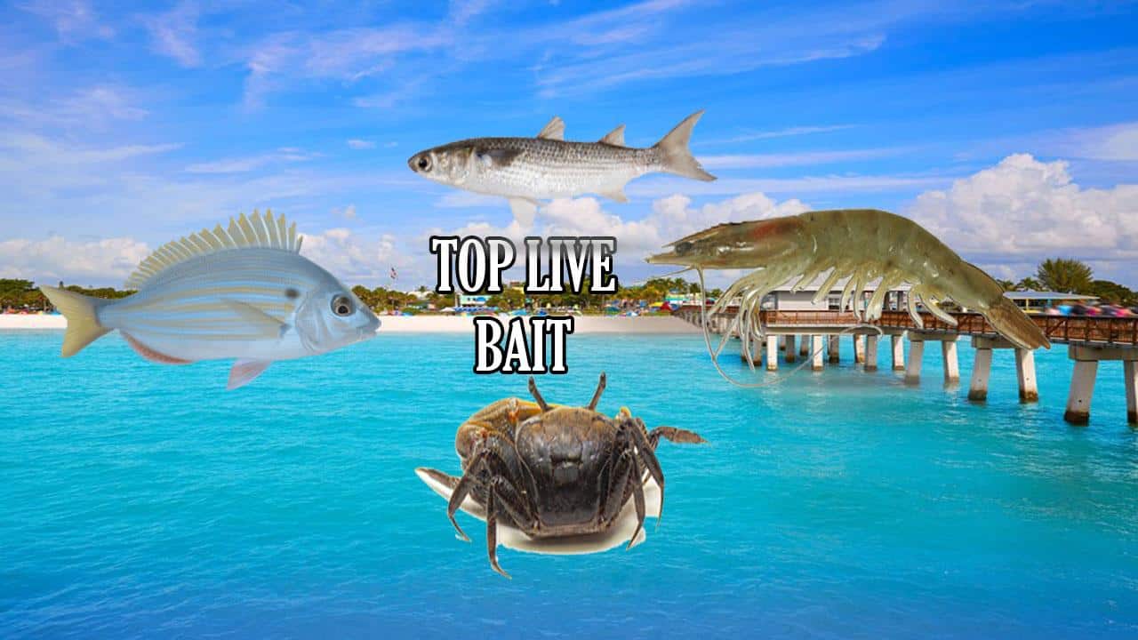 Top 5 Inshore Saltwater Live Bait for Florida