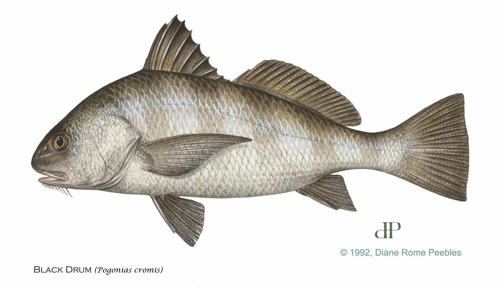 Black Drum Fish