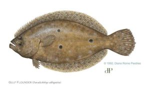 Gulf Flounder