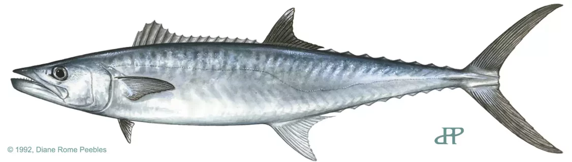 King Mackerel