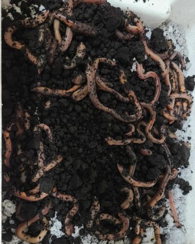 Night crawler Worms