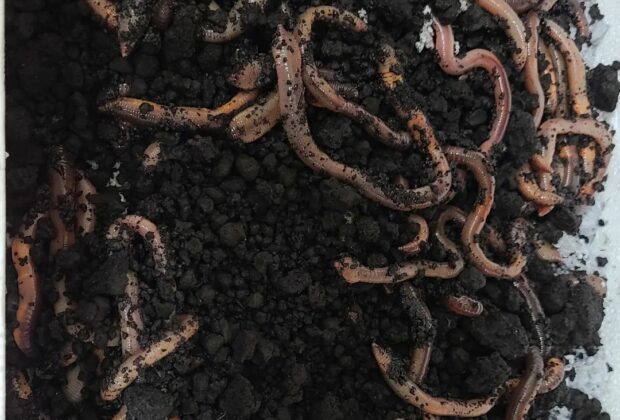 Night crawler Worms