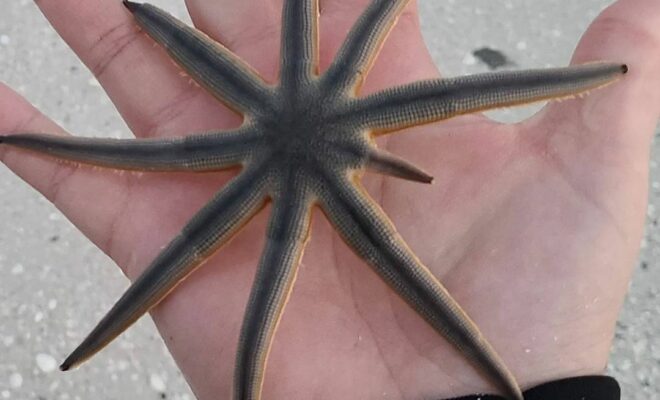 Nine-armed Sea Star