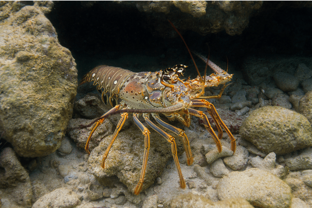 Spiny Lobster