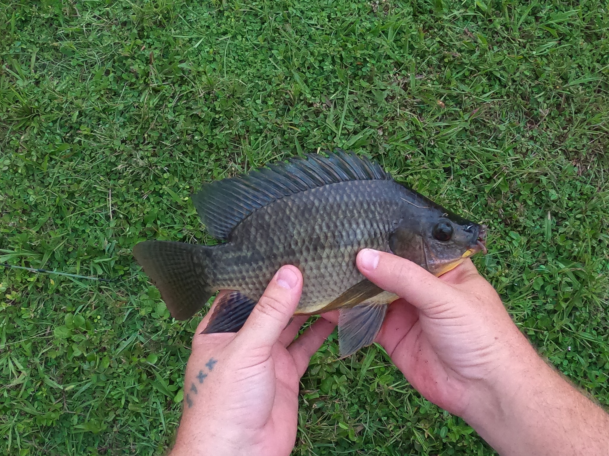 Tilapia