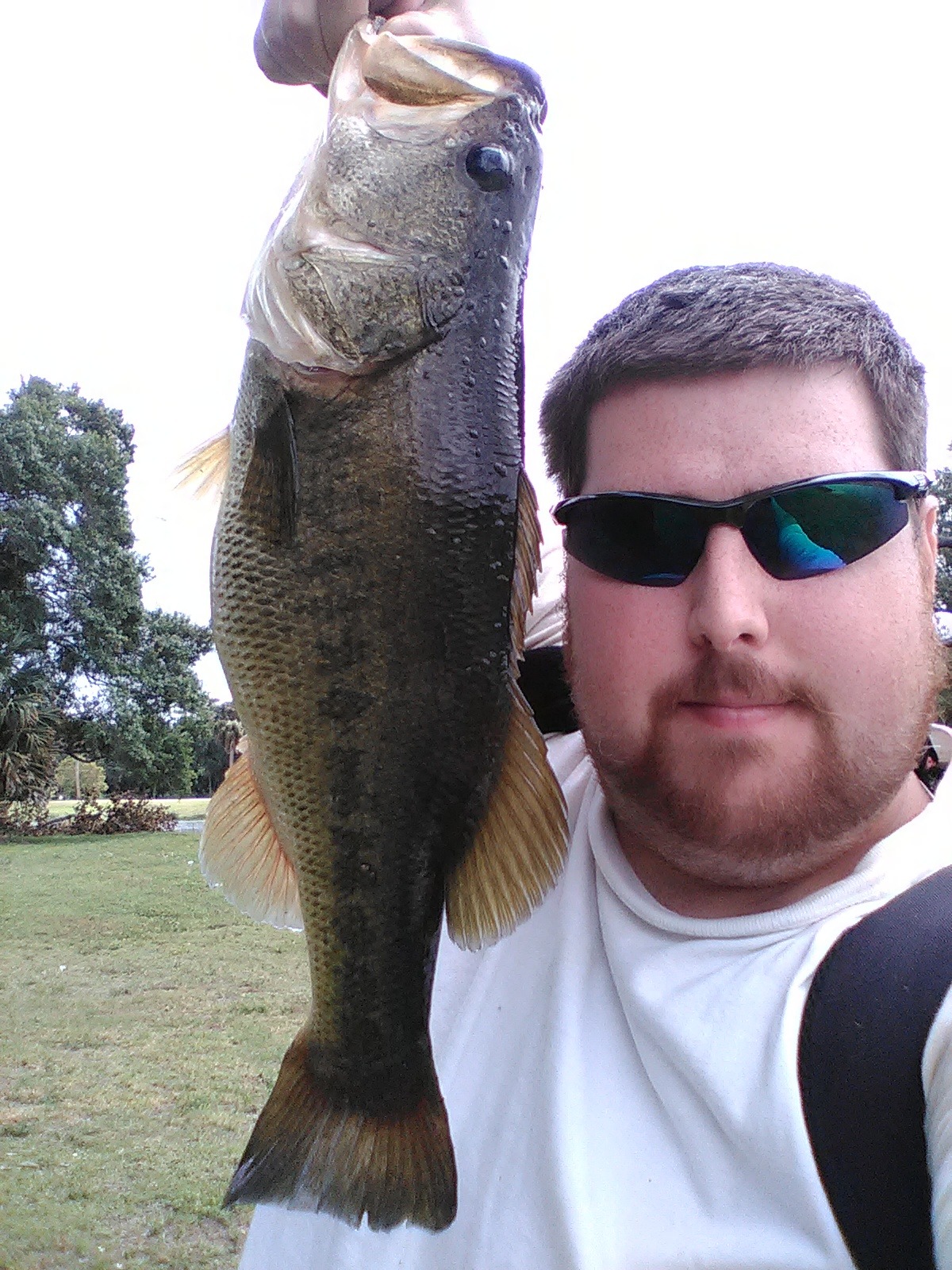 Largemouth Bass