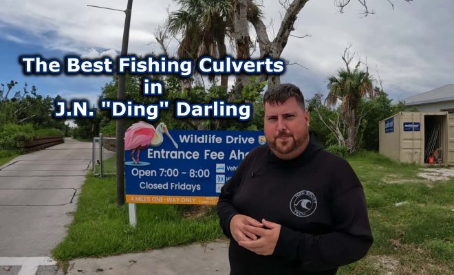 The Best Fishing Culverts in J.N. "Ding" Darling National Wildlife Refuge