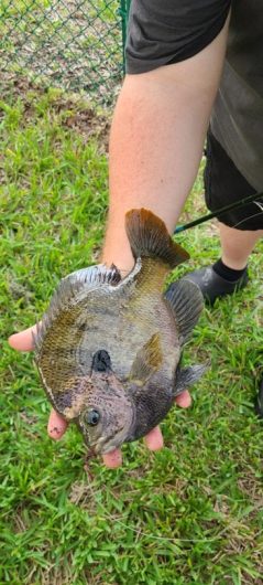 Bluegill