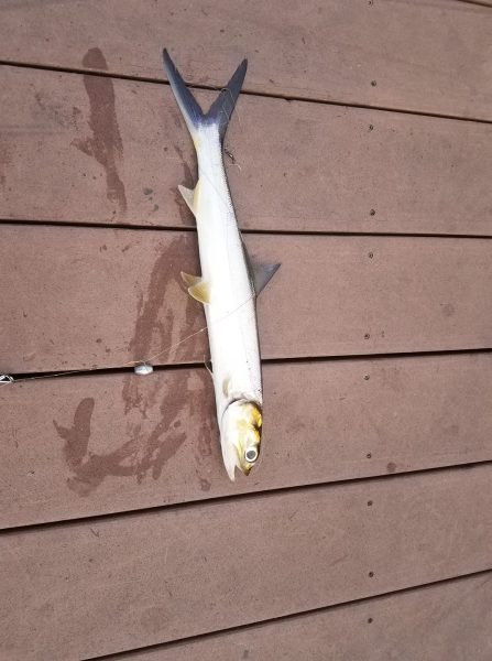 ladyfish