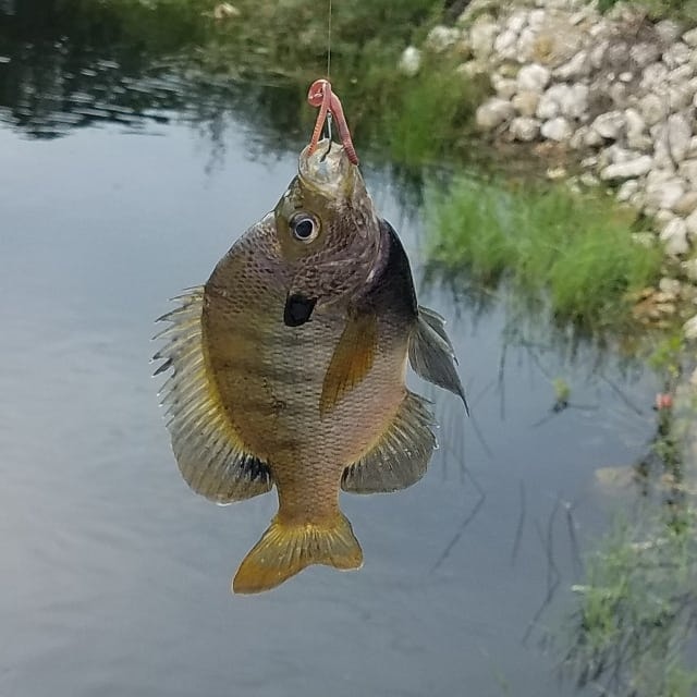 Freshwater Bait