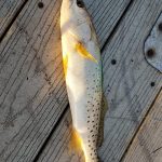 Spotted Seatrout