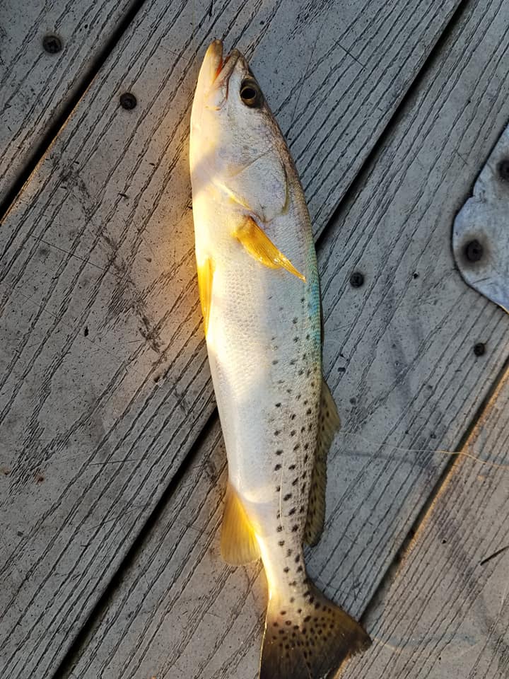 Spotted Seatrout