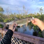 Juvenile Tarpon