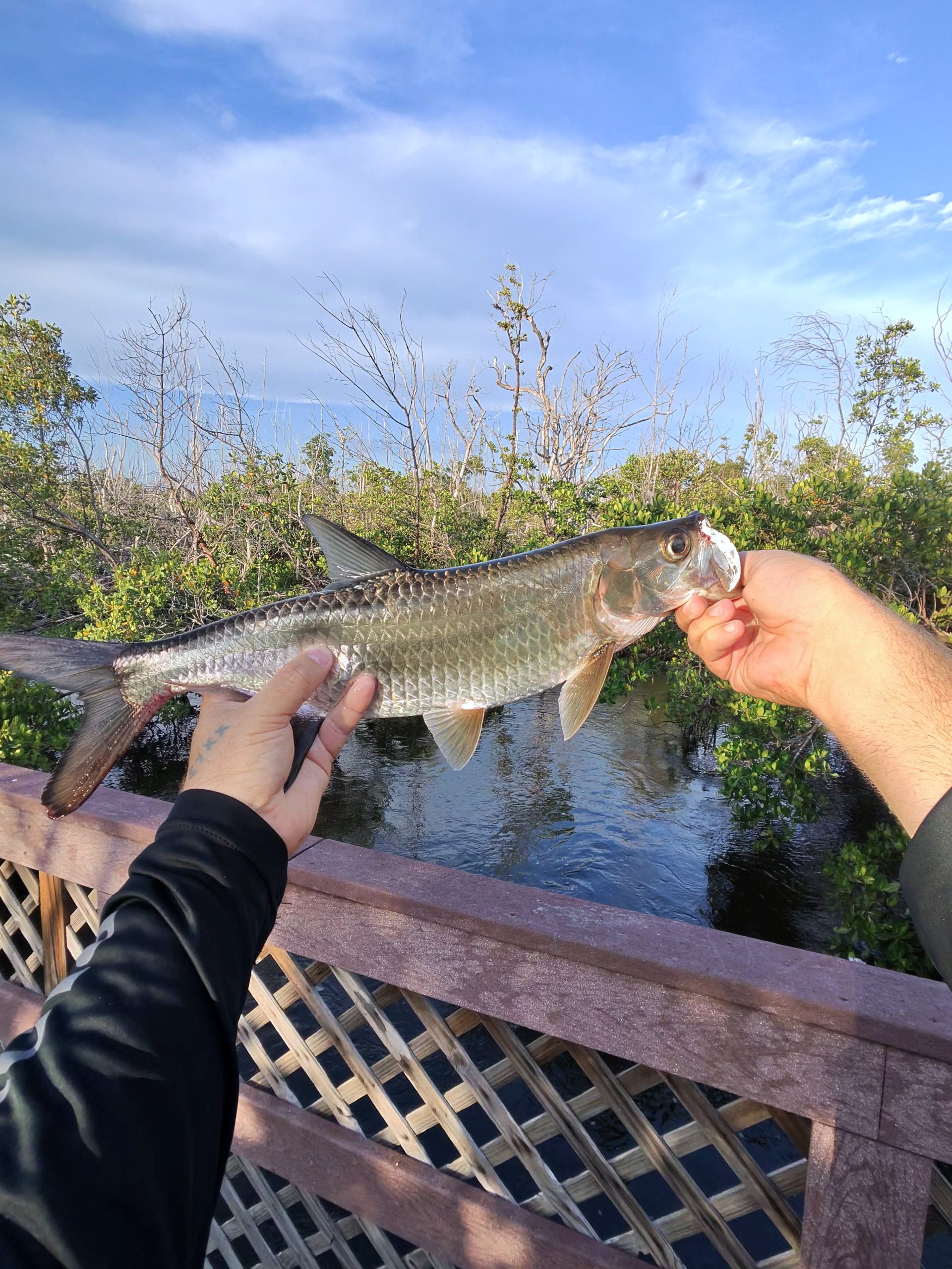 Juvenile Tarpon