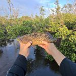 Juvenile Gag Grouper