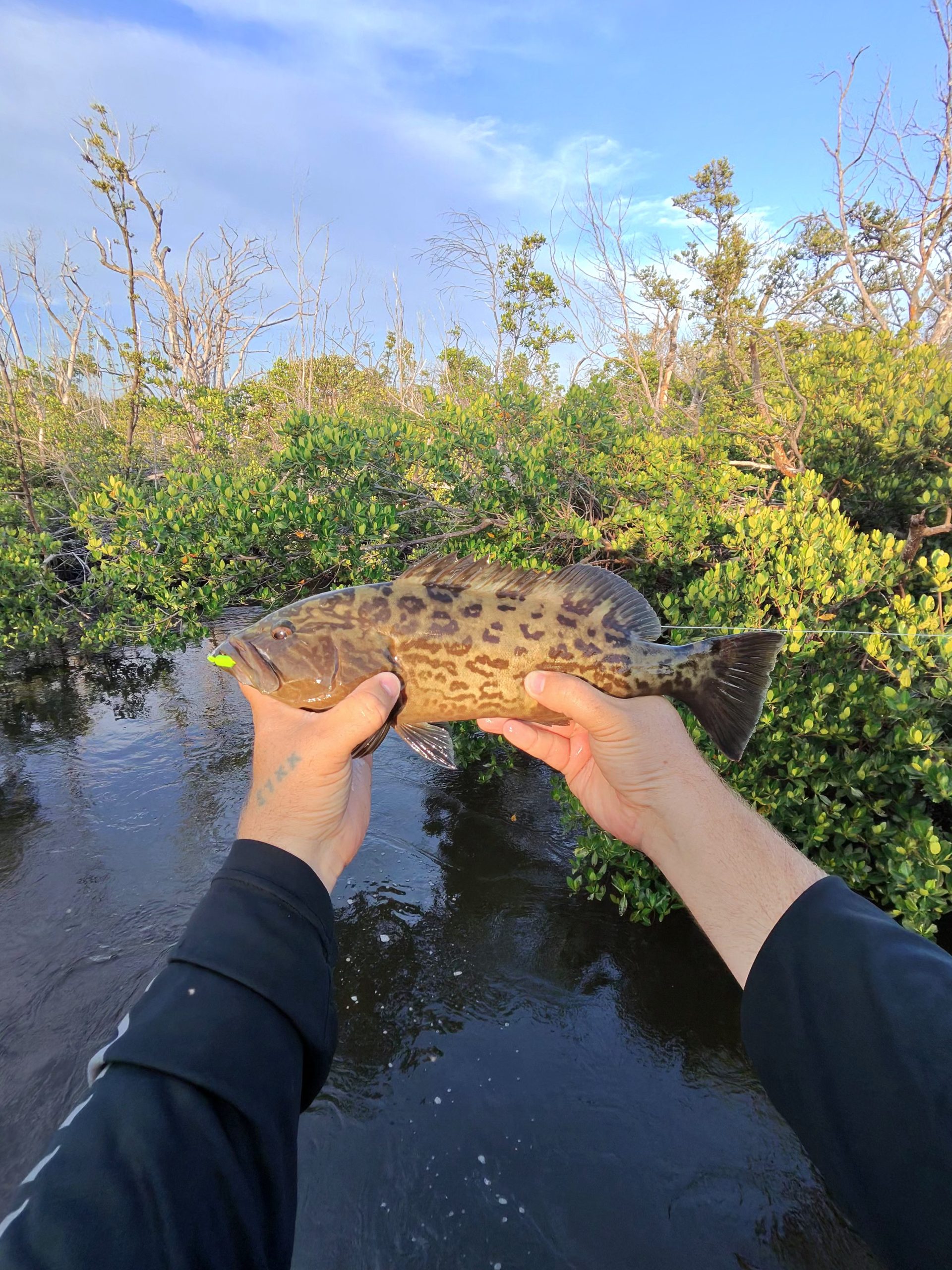 Juvenile Gag Grouper