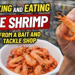 bait shop shrimp